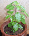 Mediterranean basil