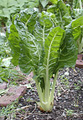 green swiss chard