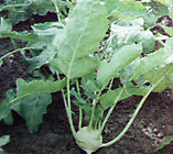 white- kohlrabi
