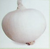 Milky-white variety onion