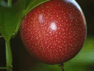 healthy facts about fruits grapple fruit healthy facts about fruits grapple fruit