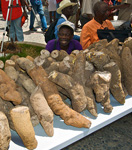 Yam tubers in a market