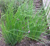 chives -allium schoenoprasum