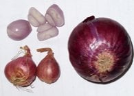 shallots and onion- a comparison in size