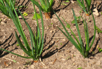shallots field