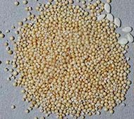 amaranth grains