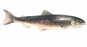 arctic char