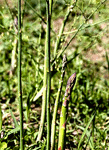 asparagus officinalis