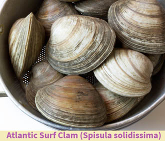 Atlantic Surf Clam Nutrition facts and Health benefits