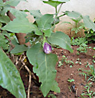 aubergine plant with fruit