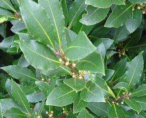 10 Spectacular Bay leaf Diet info, Medicinal properties and Well being advantages
