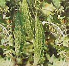 bitter-melons-on-a-vine
