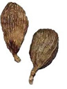 black cardamom