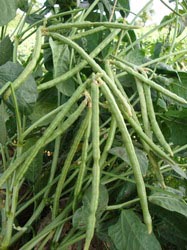 black-eye-pea-plant