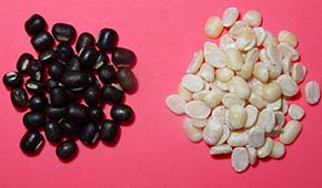 black gram-urad beans black gram-urad beans