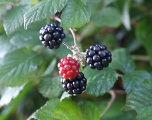 blackberries