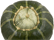 buttercup squash
