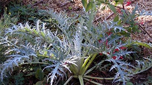 Cynara cardunculus