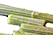 cardoon stalks