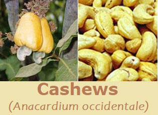 Cashews with apple