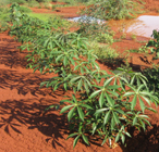 cassava field