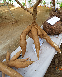 cassava root