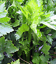 celery herb