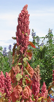 chenopodium quinoa achene