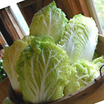 napa cabbage