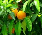 Citrus paradisi, grapafruit tree