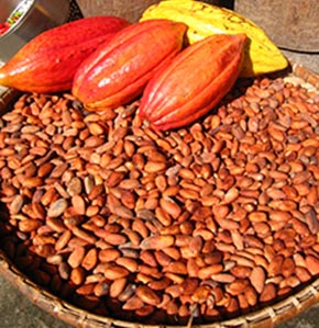cocoa pods and dry beans