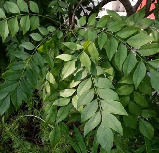 Curry leaf Nutrition facts, Medicinal properties and Health benefits