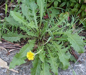 dandelion herb