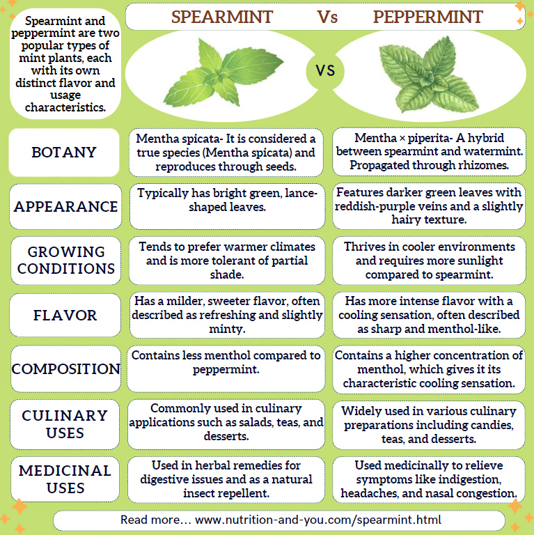  differences between spearmint and peppermint plants depicted in an infographic.