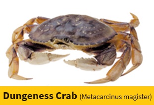 dungeness-crab