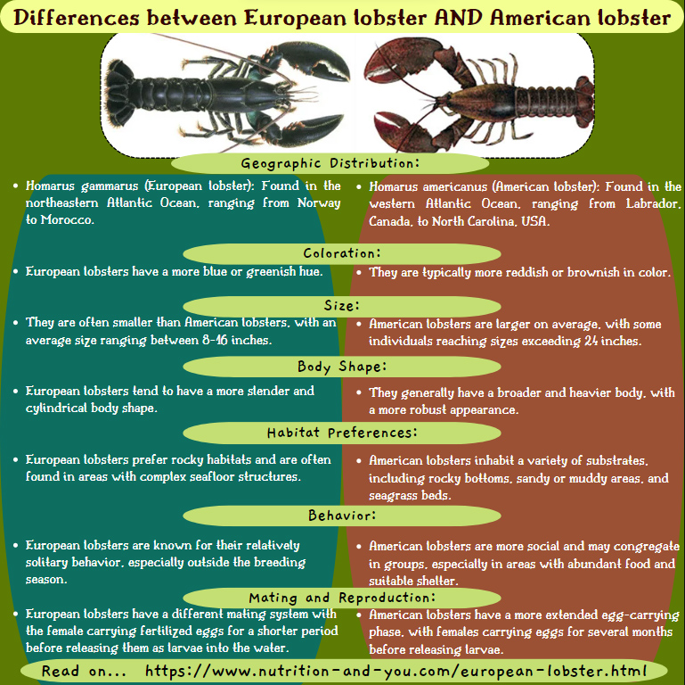european-lobster vs american-lobster in an infographic