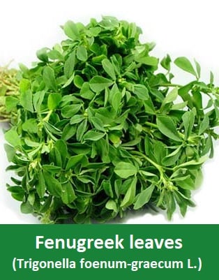 Fenugreek leaves