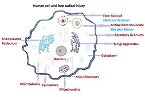 Human cell and mechanism of free radicals injury