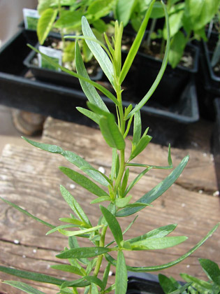 The Power of Tarragon: Nutritional Benefits and Health Advantages
