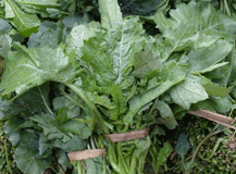 fresh mustard greens