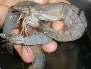 Fresh shrimp catch