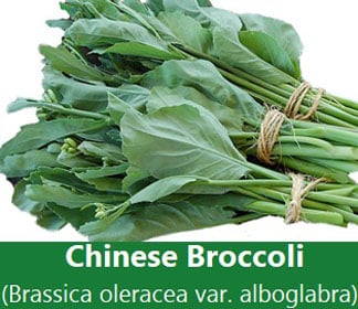 High 11 Chinese language broccoli (Gai lan) Diet information and Well being advantages