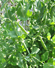 garden peas