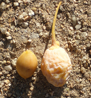 ginkgo nuts and fruit