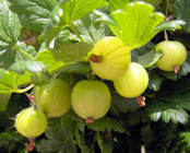 gooseberries