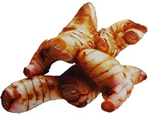 greater galangal