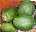 raw green unripe papaya fruit.