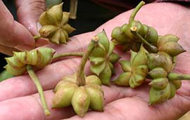 green star anise fruits