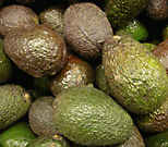 Hass variety avocados. note dark brown and pebble surface hass avocados.