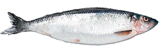 herring fish